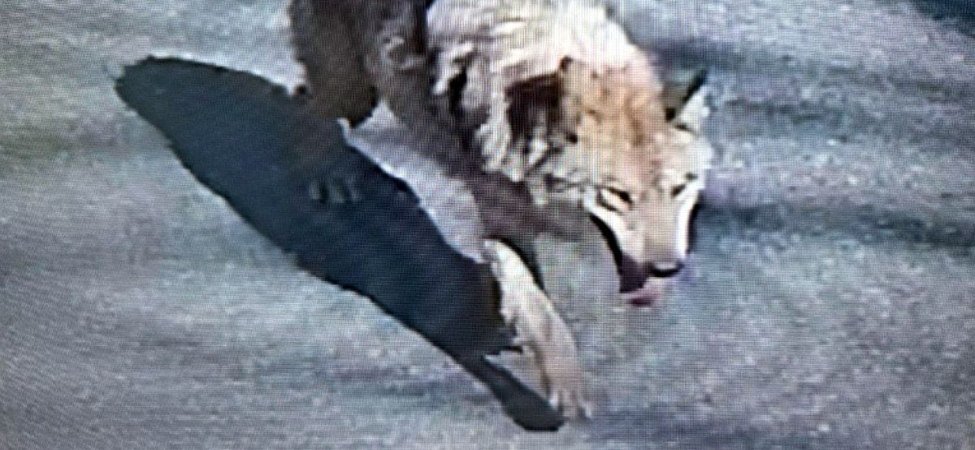 Şehirde 'canavar' alarmı! Tünel kazarak kaçtı, uyarı üstüne uyarı yapılıyor