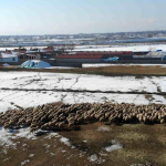 Erzincan'da Kuzulama Dönemi Başladı