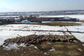 Erzincan'da Kuzulama Dönemi Başladı