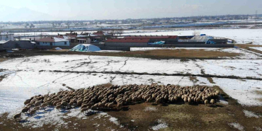 Erzincan'da Kuzulama Dönemi Başladı