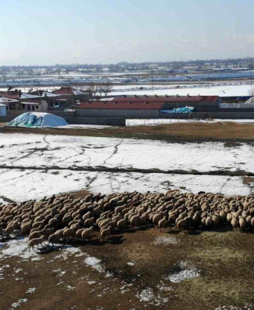 Erzincan'da Kuzulama Dönemi Başladı