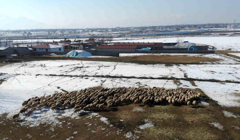 Erzincan'da Kuzulama Dönemi Başladı