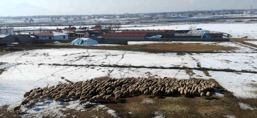 Erzincan'da Kuzulama Dönemi Başladı