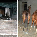 Yine aynı şehir yine aynı skandal: Vatandaşa at ve eşek eti yedirdiler