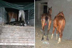 Yine aynı şehir yine aynı skandal: Vatandaşa at ve eşek eti yedirdiler