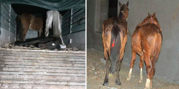 Yine aynı şehir yine aynı skandal: Vatandaşa at ve eşek eti yedirdiler