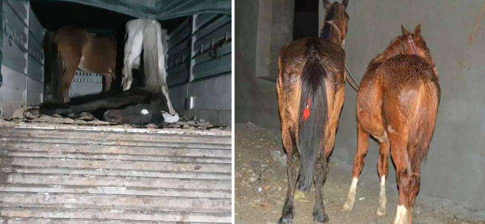 Yine aynı şehir yine aynı skandal: Vatandaşa at ve eşek eti yedirdiler